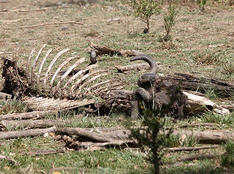 Reste der Migration, Masai Mara