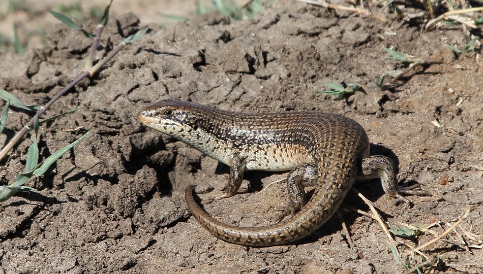 Skink