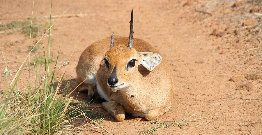 Steinböckchen, Masai Mara