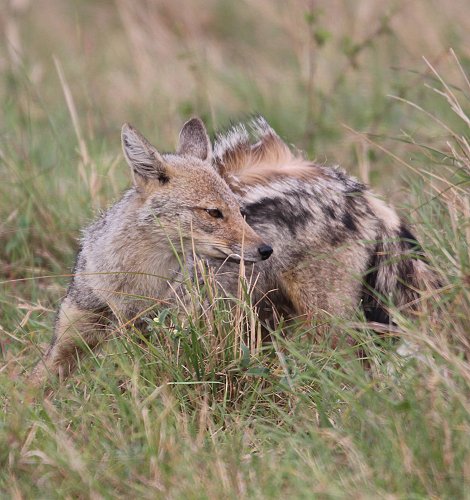 Streifenschakal, Canius adustus, Side striped Jackal