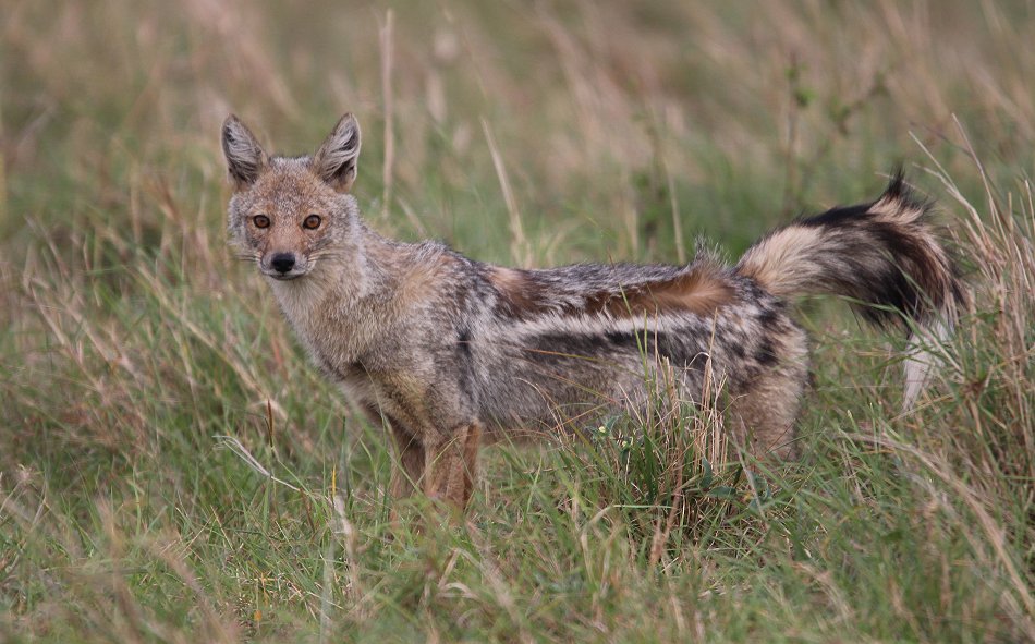 Streifenschakal, Canius adustus, Side striped Jackal
