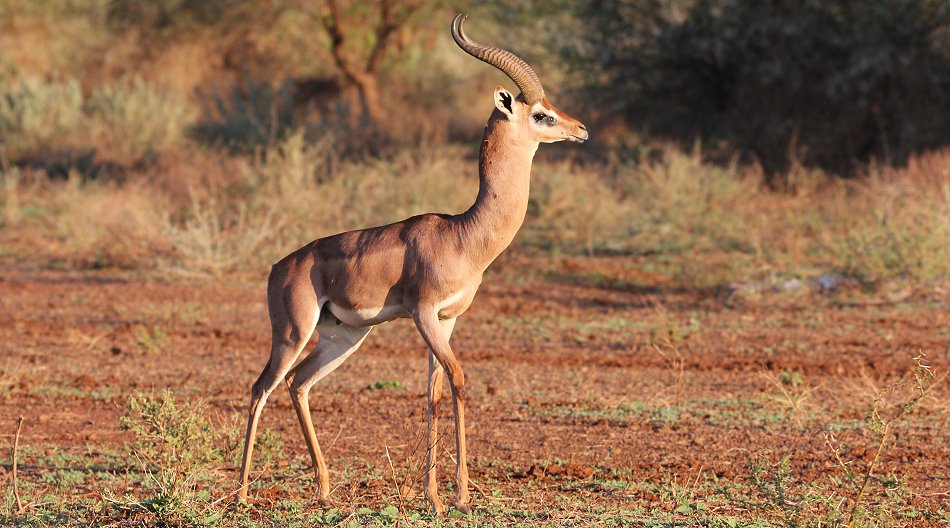 Tawi Reservat, Gerenuk