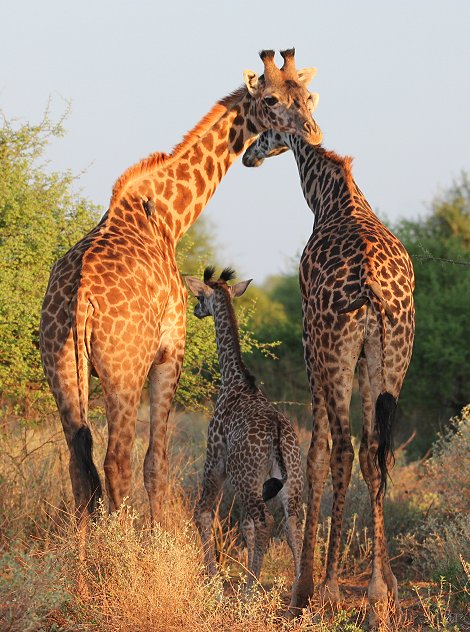 Tawi Reservat, Masai Giraffen