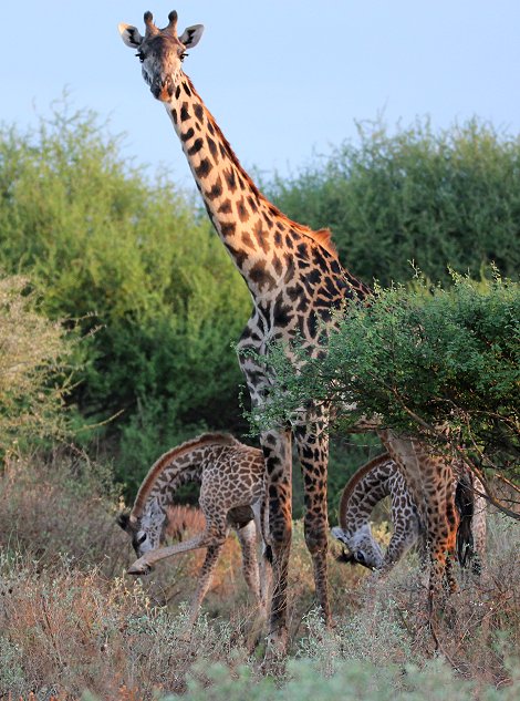 Tawi Reservat, Masai Giraffen
