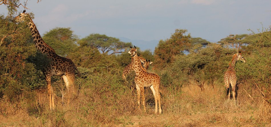 Tawi Reservat, Masai Giraffen