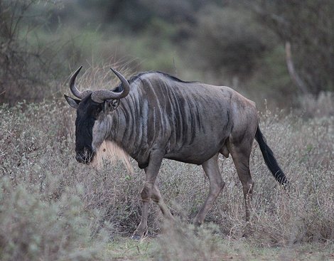 Tawi Reservat, Gnu