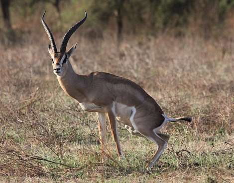 Tawi Reservat, Grantgazelle