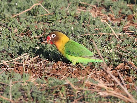 Tawi Reservat, Agapornis spp.
