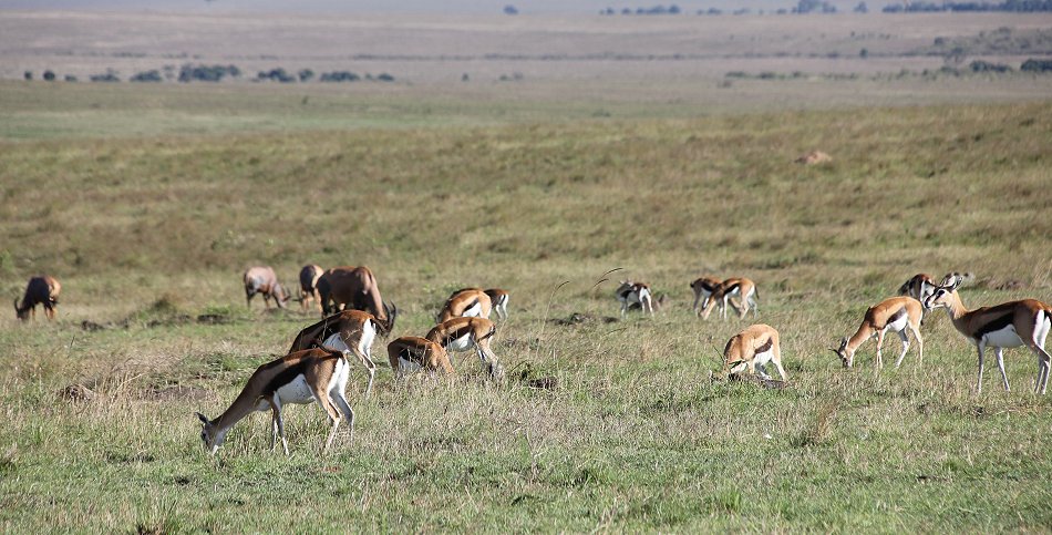Thomson Gazelle