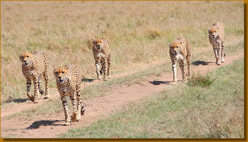 Tano Bora, Masai Mara