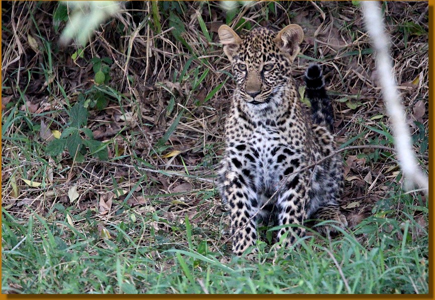 Kaboso, Leoparden Baby