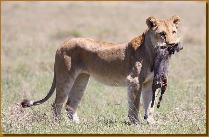 hunting lions in Masai Mara