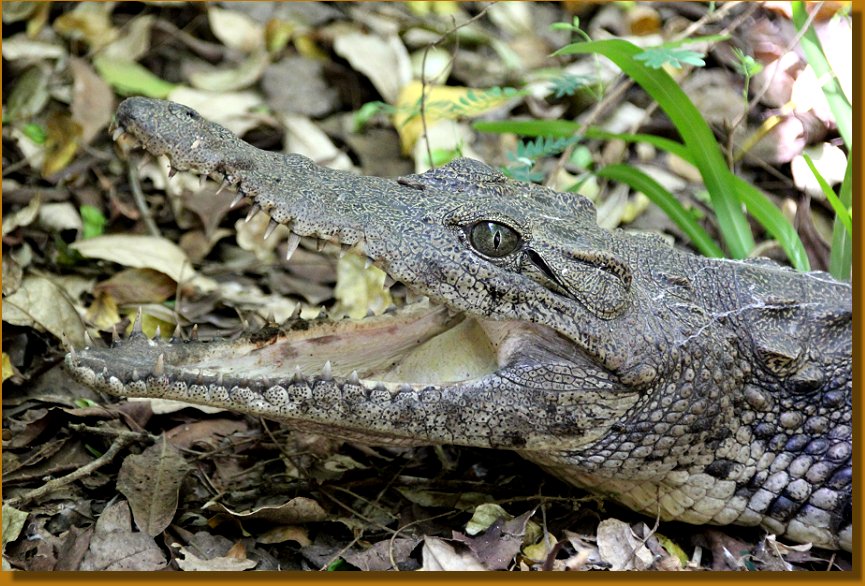 Nilkrokodil im Boko Boko