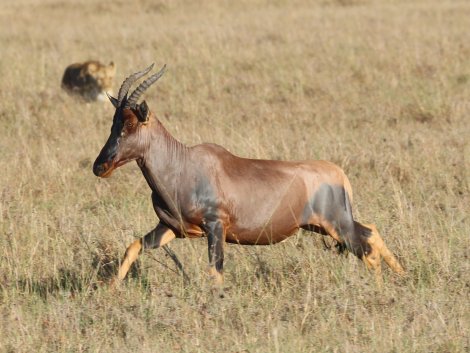 Topi