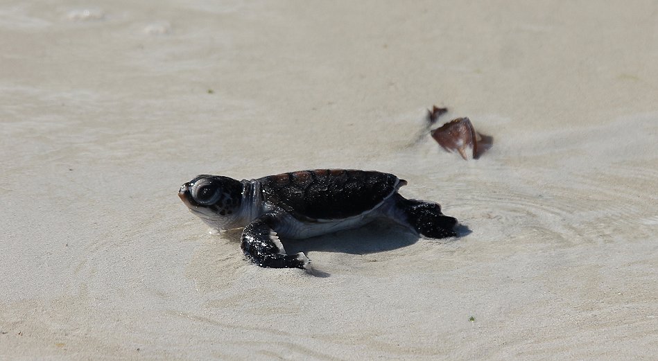 Jumba Turtle Patrol