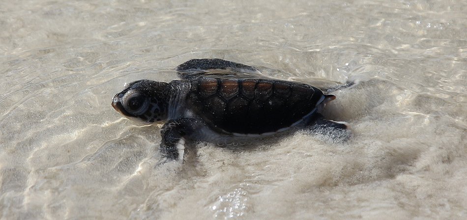 Jumba Turtle Patrol