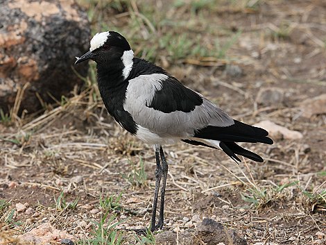 Waffenkiebitz im Amboseli Park