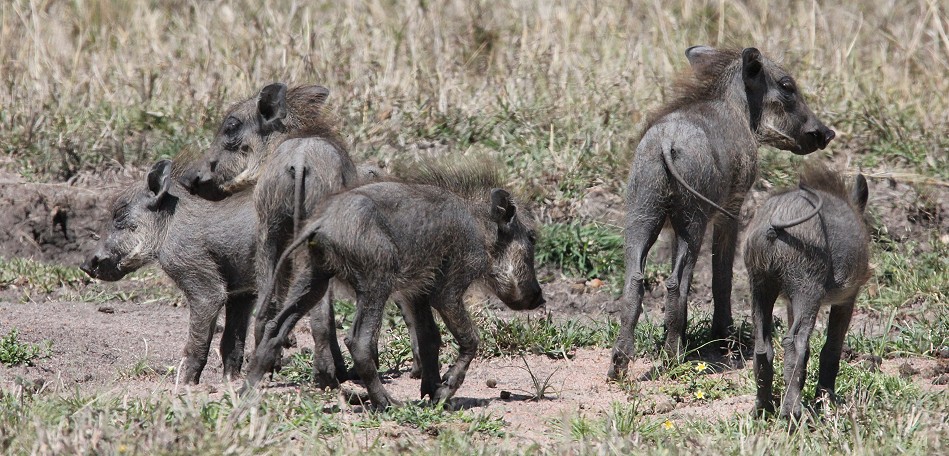 Warzenschwein Familie