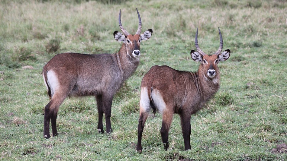 Defassa Wasserbock