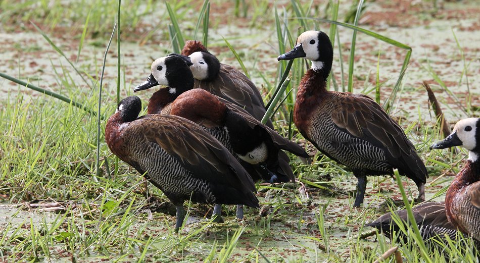 Witwenpfeifgans im Amboseli Park
