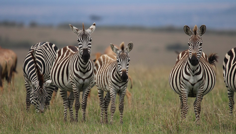 Zebras