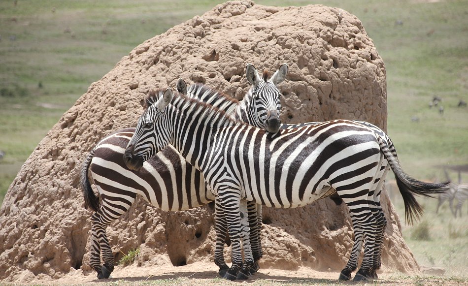 Zebras