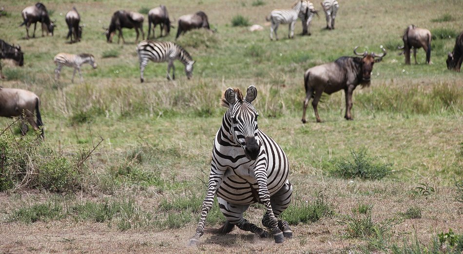 Zebras