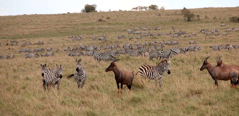 Zebras