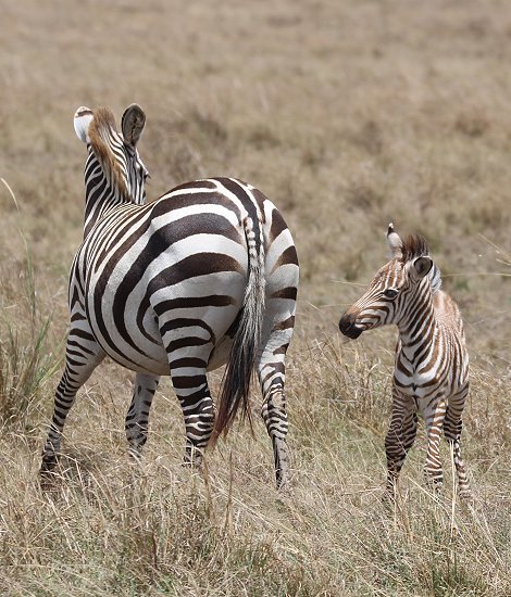 Zebra mit Fohlen