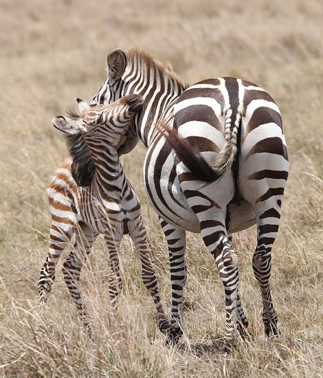 Zebra mit Fohlen
