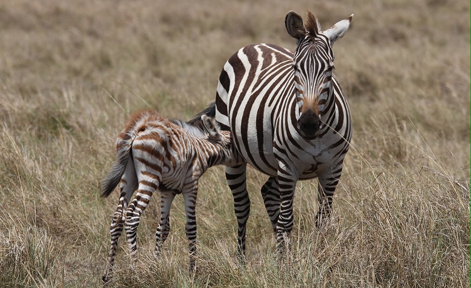 Zebra mit Fohlen