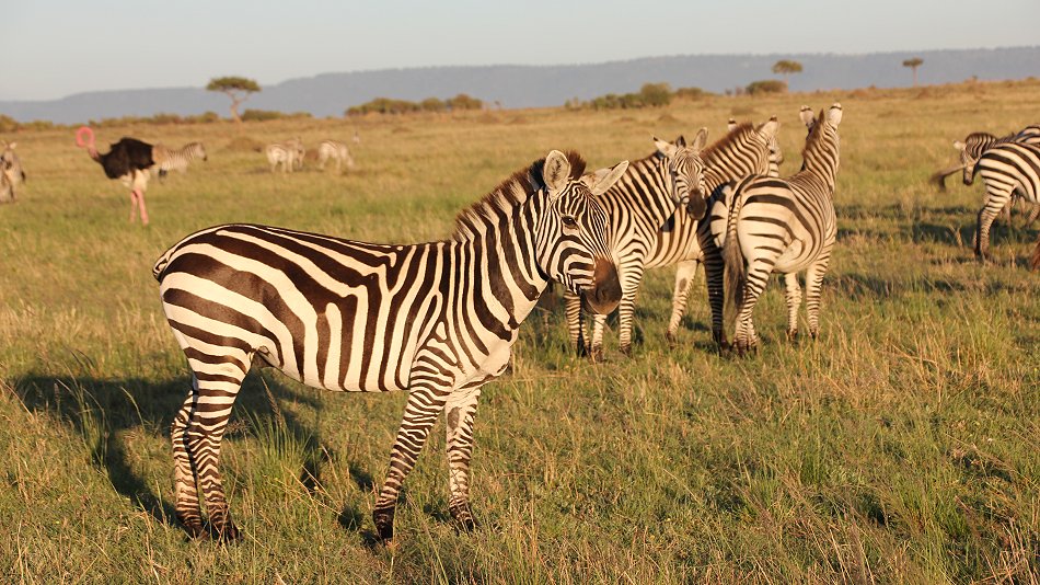 Zebra