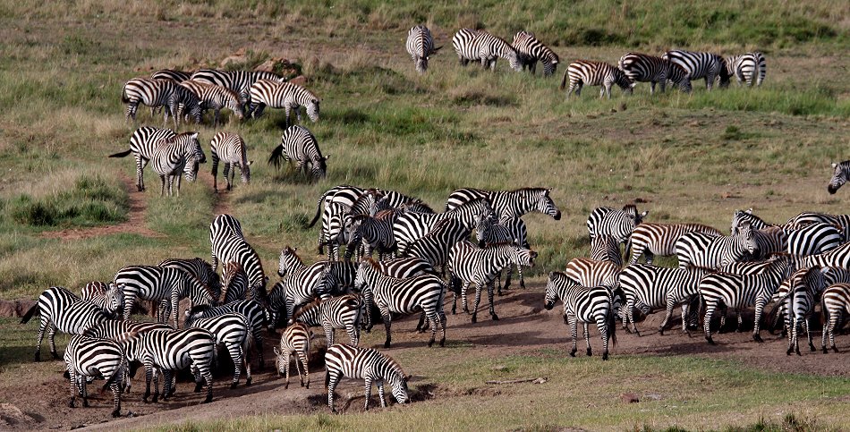 Steppenzebras