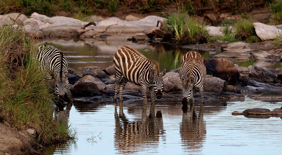 Steppenzebras