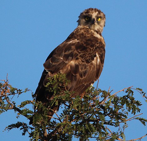 Schlangenadler