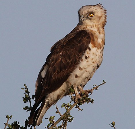 Schlangenadler