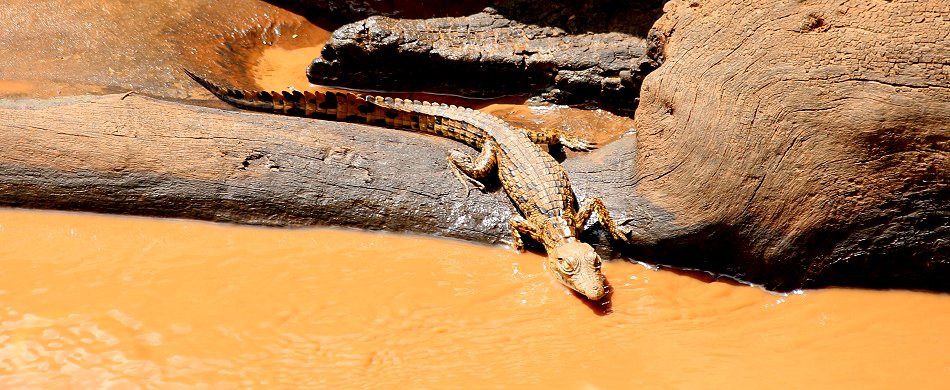 Amazing Africa Fly Camp - Galana Conservancy