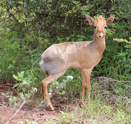 Dik Dik