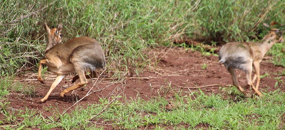 Dik Dik