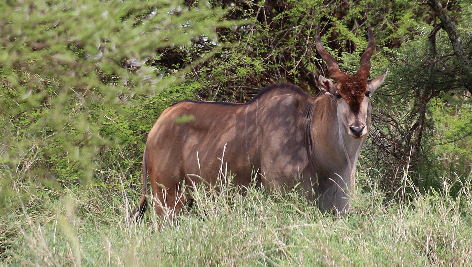 Eland Antilope