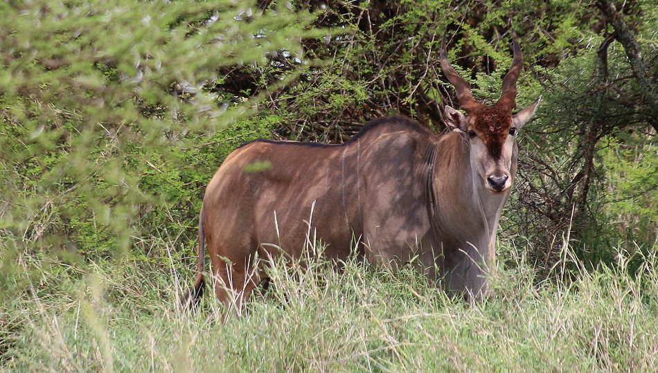 Eland Antilope