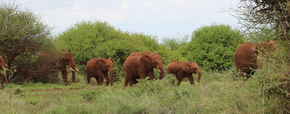 Amboseli Bush Camp, Elefanten