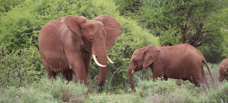 Amboseli Bush Camp, Elefanten