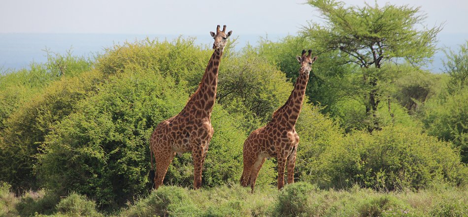 Amboseli Bush Camp, Upper Camp