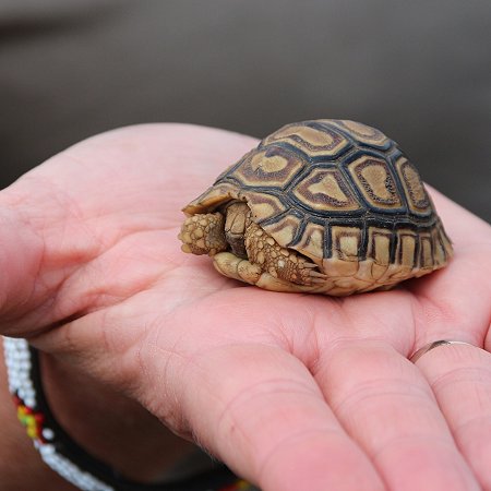 Baby Leopardschildkröte