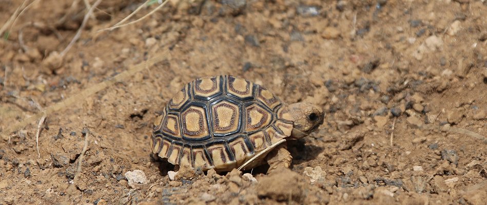 Baby Leopardschildkröte