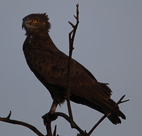 Braunerschlangeadler
