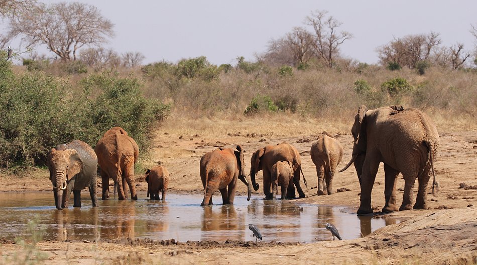 Elefanten im Tsavo Ost