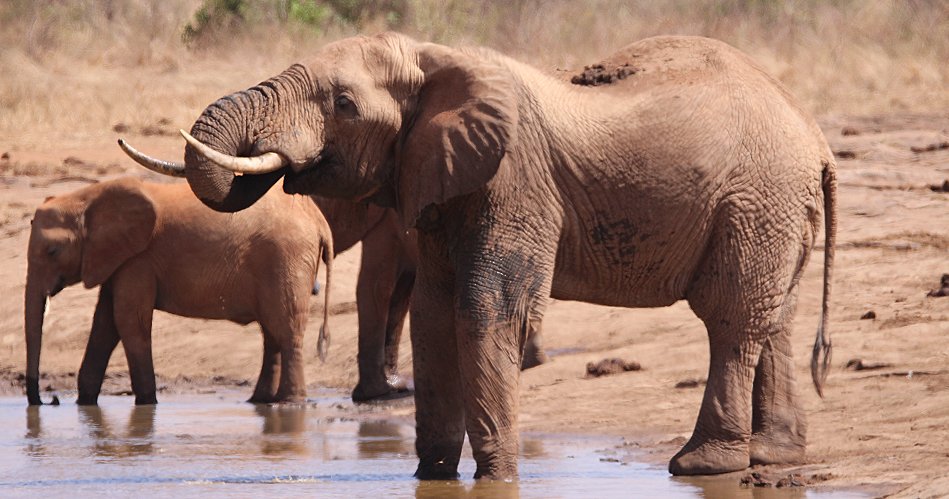 Elefanten im Tsavo Ost