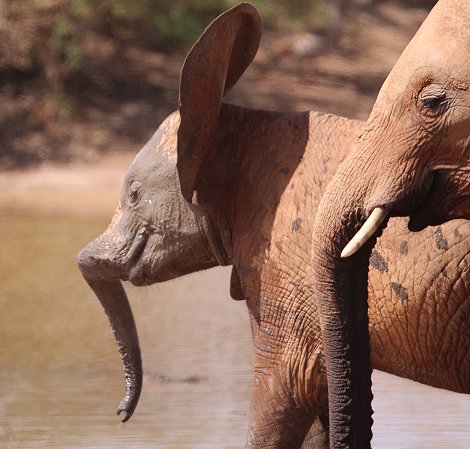 Elefanten im Tsavo Ost